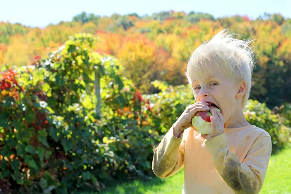 Молодой ребенок ест фрукты в Apple Orchard — стоковое фото