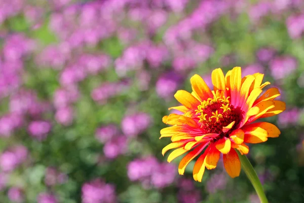 Zowie Flama Amarilla Zinnia Flor — Foto de Stock