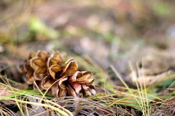 Pine Cone Laying in the Fall Leaves Background — Stock Photo, Image