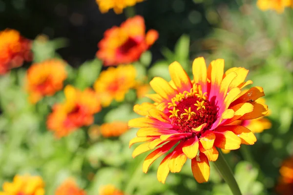 Zowie gelbe Flamme Zinnia Blume — Stockfoto