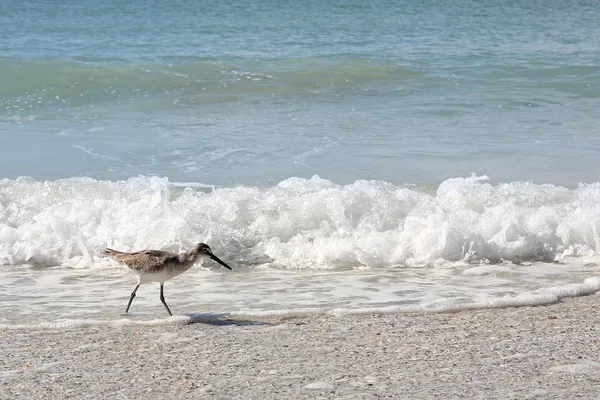 Sandpiper Shore fågel går i havet på stranden — Stockfoto