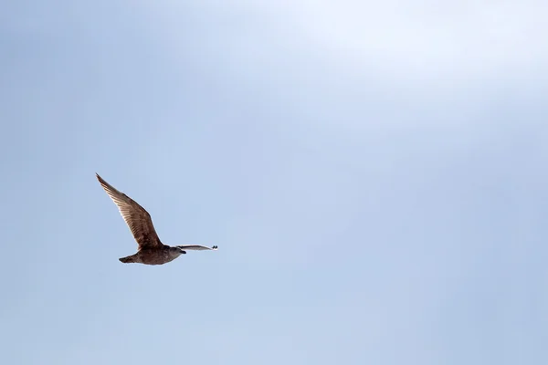 Seagull Isolated Flying in Front of Blue Sky with Sun Spots Flar — Stock Photo, Image