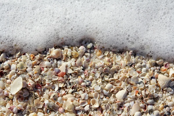 Коллекция рамок пляжных раковин, обрамленных фоа океана — стоковое фото