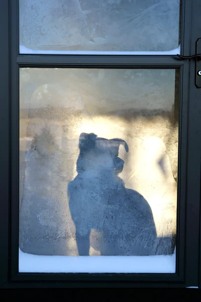 Sällskapsdjur hund väntar på frostiga dörr för ägaren att återvända hem — Stockfoto