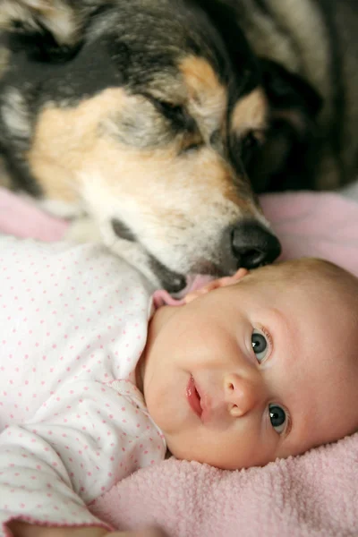 Pet Dog Kissing Newborn Baby Girl — Stock Photo, Image