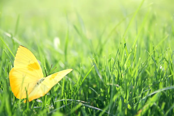 Farfalla gialla in fondo verde erba — Foto Stock