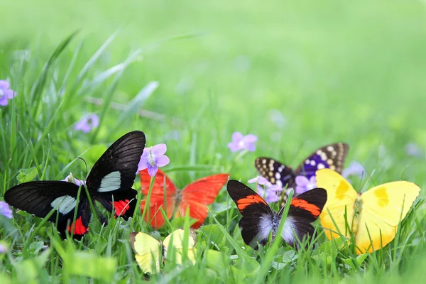 Exotic Butterflies Framing Green Grass Background — Stock Photo, Image