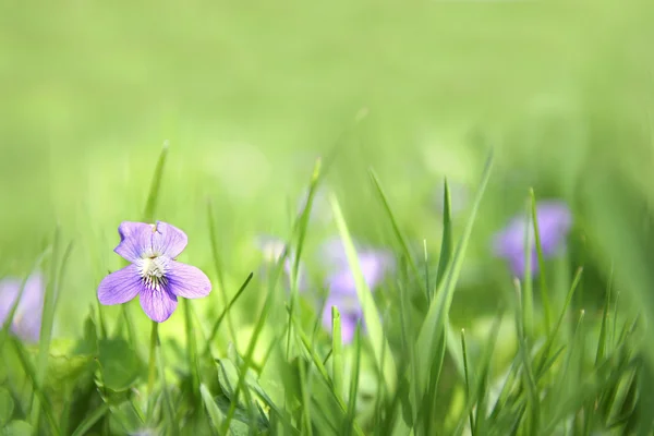 Pequeña flor violeta salvaje en fondo de hierba verde — Foto de Stock