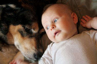 Yeni doğan bebek evde beslenen hayvan Alman çoban köpeği ile döşeme