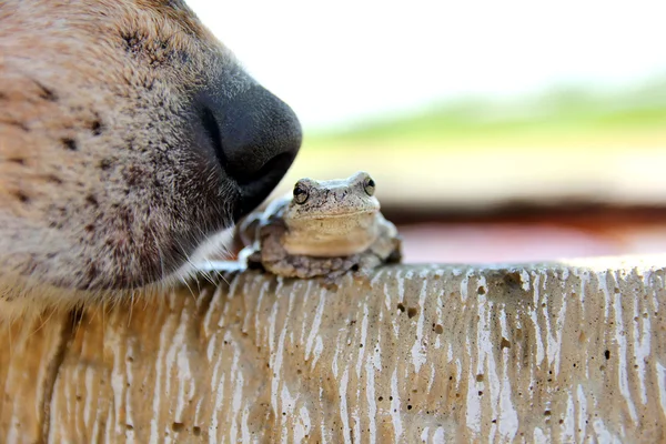 Dog Nose Sniffing Tree Frog Outside — Stock Photo, Image