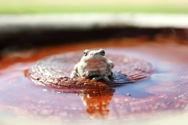 Grey Tree Frog Sitting in Bird Bath in Garden — Stock Photo, Image