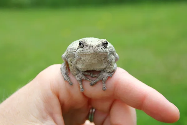 Persons Hand Holding Grey Tree Frog — Stock Photo, Image