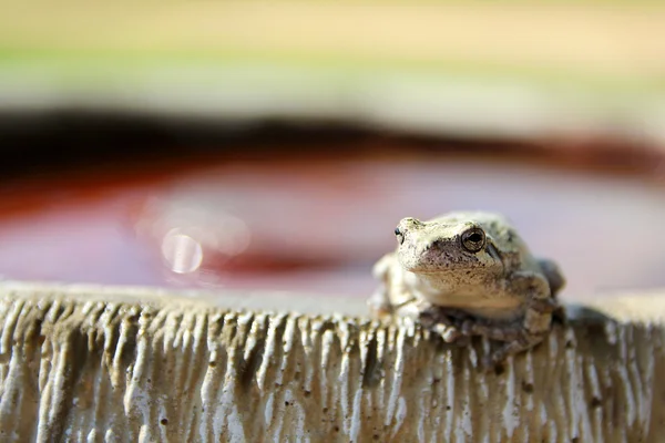 Female Grey Tree Frog Sitting on Bird Bath — Stock Photo, Image