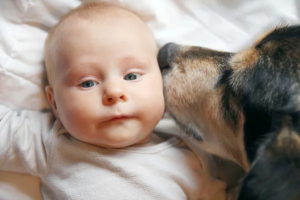 Pet Dog Kissing Two Month Old Baby — Stock Photo, Image