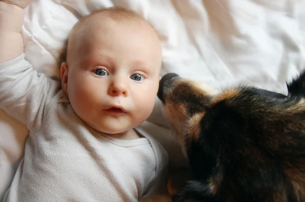 Mascota pastor alemán perro besos recién nacido bebé — Foto de Stock