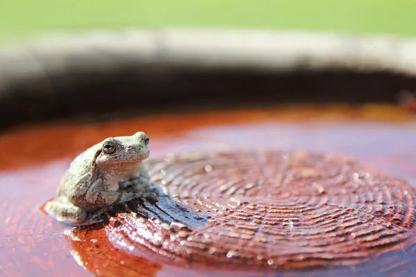 Grey Tree Frog Sitting in Water in Garden — Stock Photo, Image