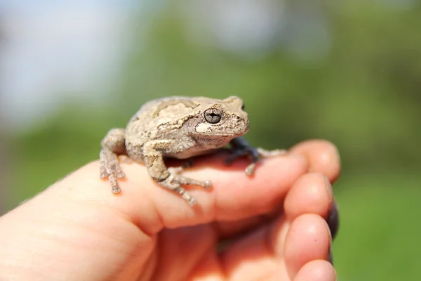 Persons Hand Holding Grey Tree Frog — Stock Photo, Image