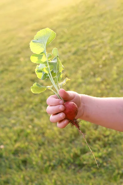 Little Childs Hand Holding Fresh Radish from Garden — Stok Foto