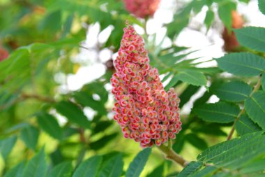 Staghorn sumak ağaç pembe tohum küme