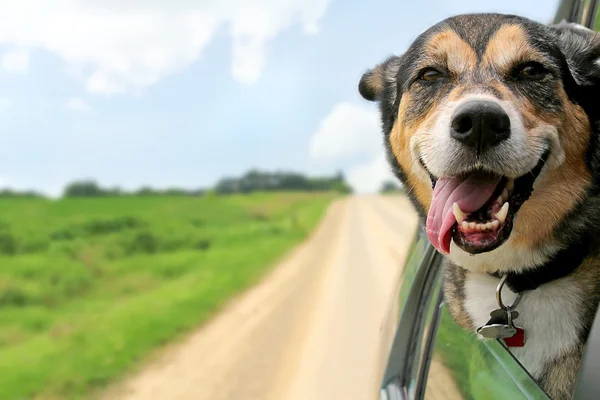 Pastore tedesco cane attaccare testa fuori guida auto finestra — Foto Stock