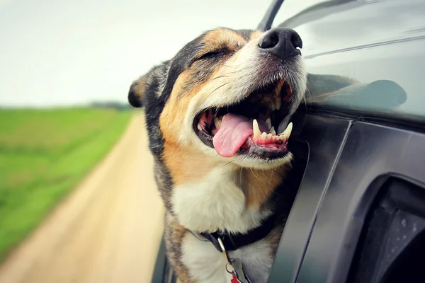 Happy Dog se zavřenýma očima a Tounge Out jízda v autě — Stock fotografie