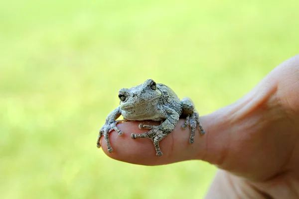 Persons Hand Holding Grey Tree Frog — Stock Photo, Image