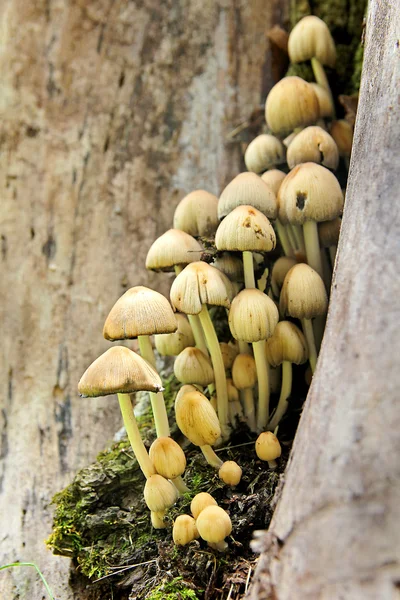 Cluster of Wild Mushrooms Growing on Old Stump — Stock Photo, Image