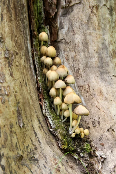 Brillantes hongos de tapa de tinta creciendo en tronco de árbol en descomposición — Foto de Stock