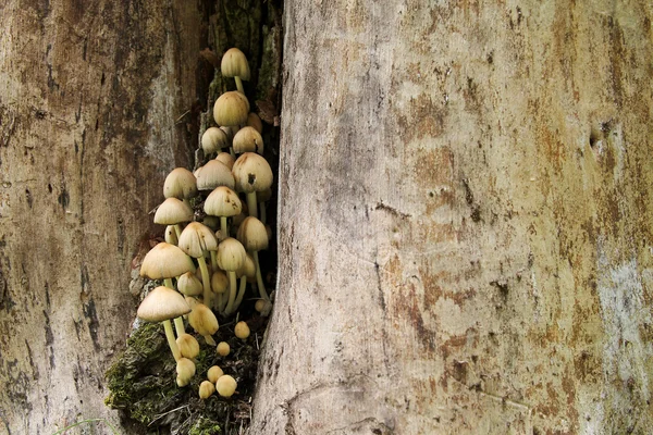 Cluster of Wild Mushrooms Growing on Old Stump — Stock Photo, Image