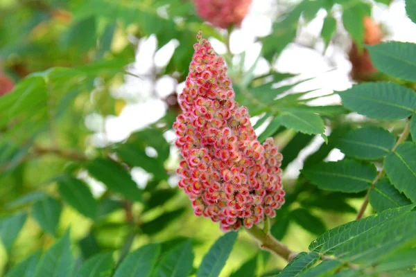 Оцтове дерево Сумах дерева рожевий насіння кластер — стокове фото
