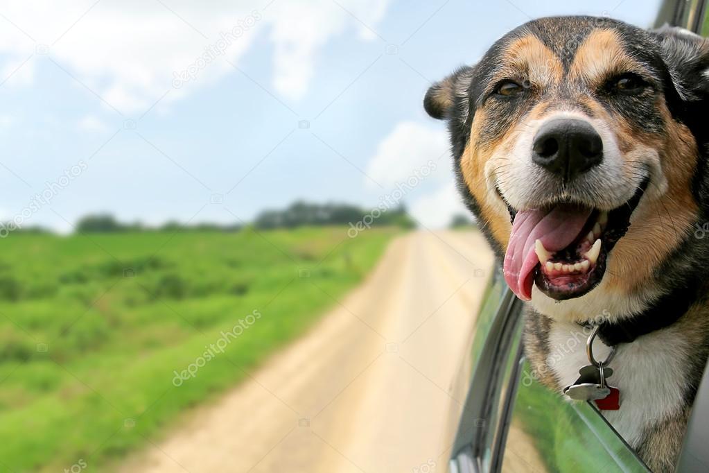 German Shepherd Dog Sticking Head Out Driving Car Window