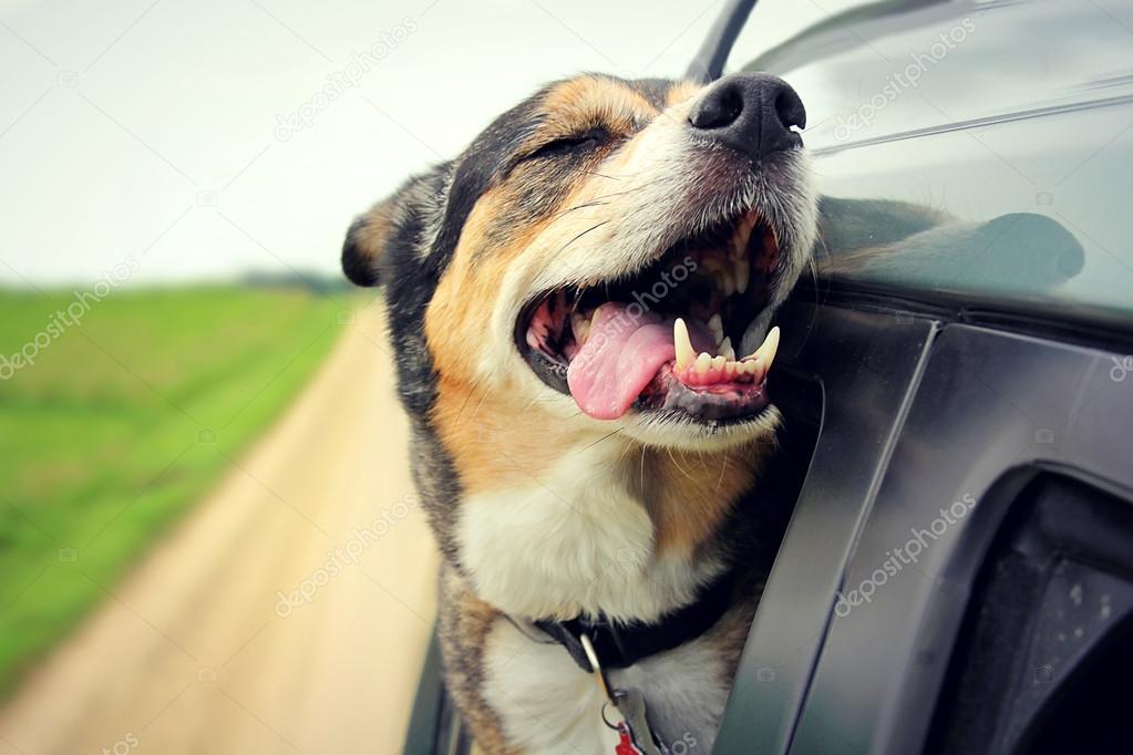 Happy Dog with Eyes Closed and Tounge Out Riding in Car