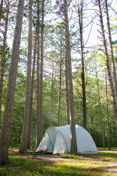 Camping Tent in Pine Tree Woods up North