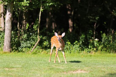 Young Baby Deer Fawn in Woods