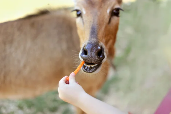 Feeding Deer Carrot at Zoo — стокове фото