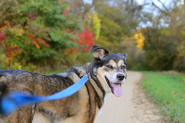 Hermoso perro pastor alemán caminando por el sendero —  Fotos de Stock