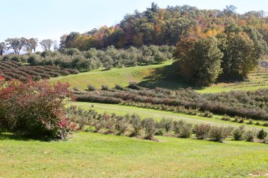 Sweeping Landscape of Apple Orchard Trees