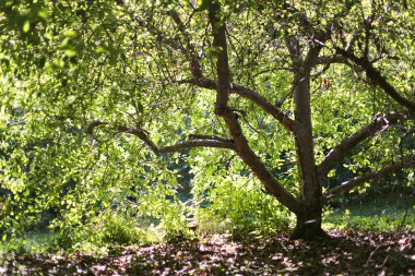 Siluet sonbahar elma ağacı