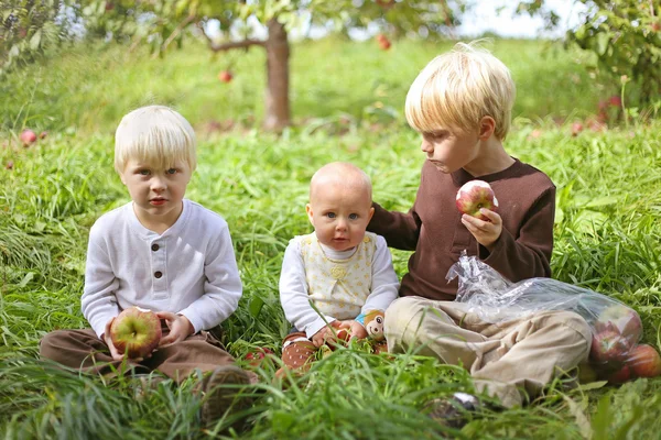 Kleine Kinder essen Obst auf Apfelplantage — Stockfoto