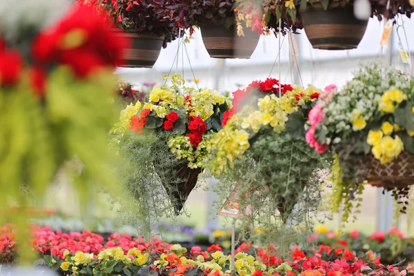 Çeşitli kırmızı, pembe ve sarı begonya çiçekleri koni şeklinde sepetlerde asılı serada bir aileye ait..