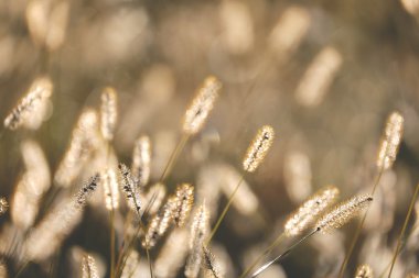 Vahşi Tilki kuyruğu çim arka plan sonbahar gündoğumu