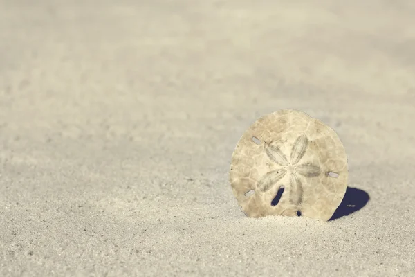 Sand Dollar at Beach Background