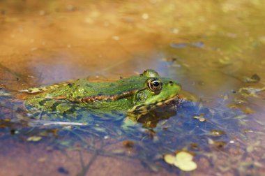Green marsh frog  clipart