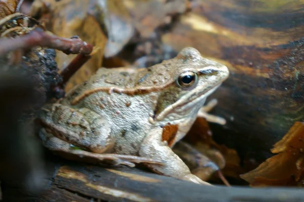 Sapo de barro cinzento — Fotografia de Stock