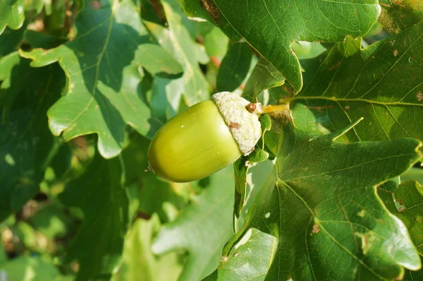 Acorn and oak leaves — Stock Photo, Image