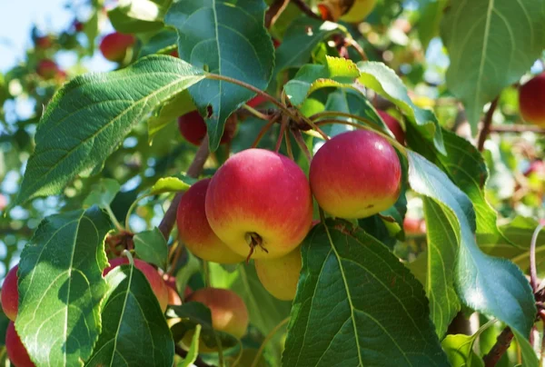 Manzanas silvestres — Foto de Stock