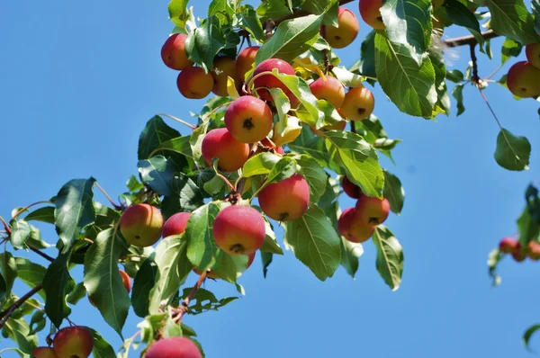 Wild apples — Stock Photo, Image