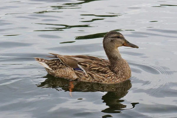 Pato. — Foto de Stock