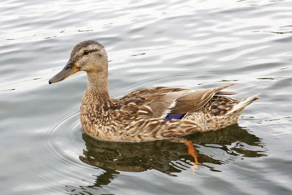 Pato gris en el agua — Foto de Stock