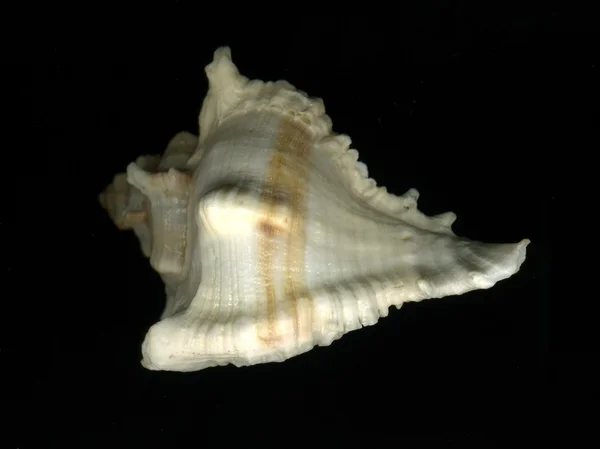 Shell of saint james Stock Photos, Royalty Free Shell of saint james